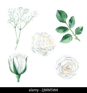 set of green leaves of rose and bud on an isolated white background,  watercolor hand drawing, botanical painting Stock Illustration