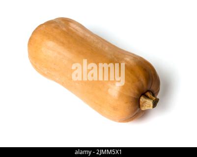 Butternut squash isolated on white background Stock Photo