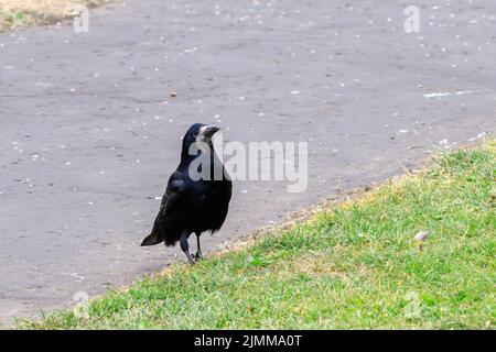 Rook standing on the ground looking towards the camera Stock Photo