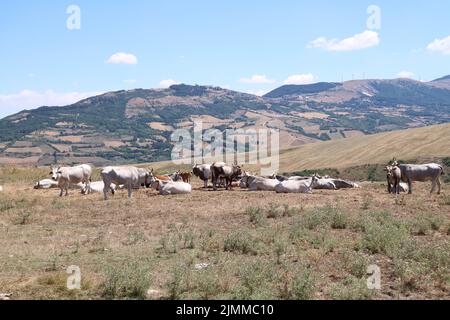 Grazing cows in the countryside of the province of Avellino in Italy. Stock Photo