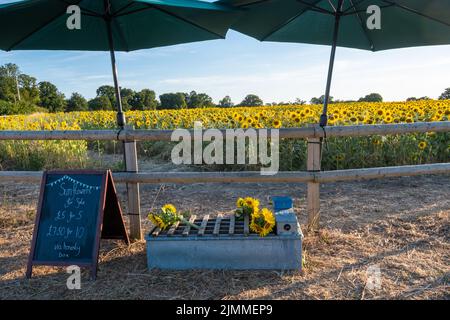 Sunflowers for sale beside a sunflower field during summer, Rotherwick Pumpkin Patch farm in Hampshire, England, UK Stock Photo