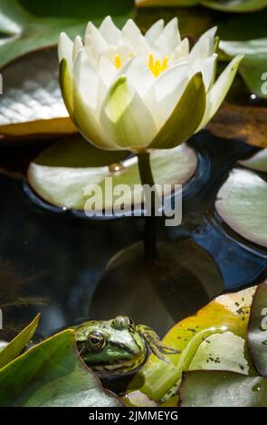 A vertical closeup shot of a Nymphaea candida and a frog leaning on leaves Stock Photo