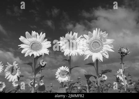 Black and white artistic photo of blooming sunflowers on the dark sky. Ukrainian sunflowers Stock Photo