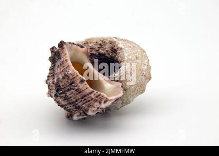 Seashell isolated on white background. Space for text Stock Photo