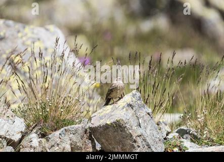 Juvenile Water Pipit (Anthus spinoletta) Stock Photo
