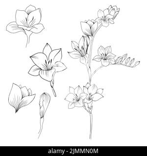 Big set Flowers Periwinkle. Hand drawing. Outline. On a white background. Beautiful sketch of a tattoo - a delicate twig with flowers. botany design e Stock Photo