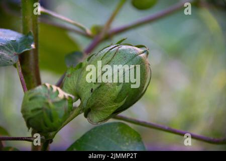 Cotton Plant Green Cotton Boll Isolated White Background Stock