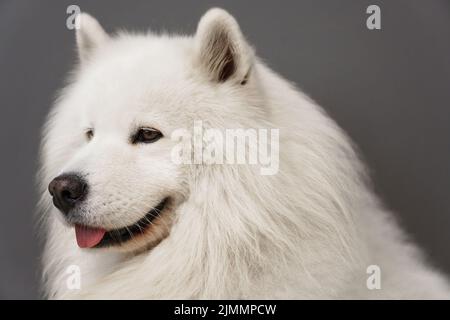 Close up portrait of beautiful Samoyed dog with white fur Stock Photo