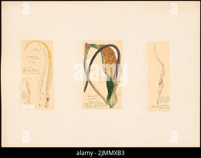 Jacobsthal Johann Eduard (1839-1902), Cryptocoryna (1882): Plan content N.N. detected. Tusche watercolor on the box, 49.2 x 66.6 cm (including scan edges) Stock Photo