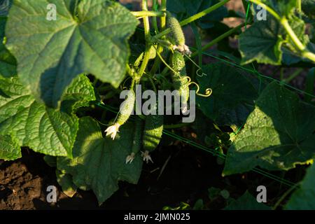Small cucumbers on a plant on a support grid in the garden organic food Stock Photo