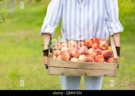 gardener holding a crate of summer fruit, ripe peaches. farmer holding a wooden box with peaches in his hands Stock Photo