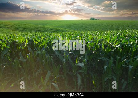 Green field of young maize stalks under blue sky in Ukraine Stock Photo