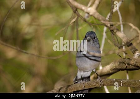 Male Gran Canaria blue chaffinch Fringilla polatzeki. The Nublo Rural Park. Tejeda. Gran Canaria. Canary Islands. Spain. Stock Photo