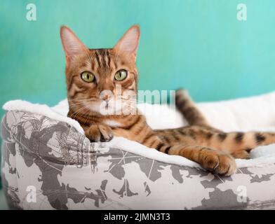 Bengal domestic cat relaxing on the bed at home Stock Photo