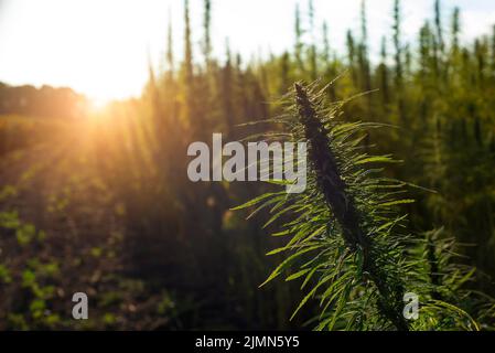 Industrial Hemp stalks on blue sky background Stock Photo