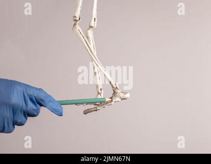 Doctor hand pointing to human skeleton foot. Skeletal system anatomy, body structure, medical education concept. High quality photo Stock Photo