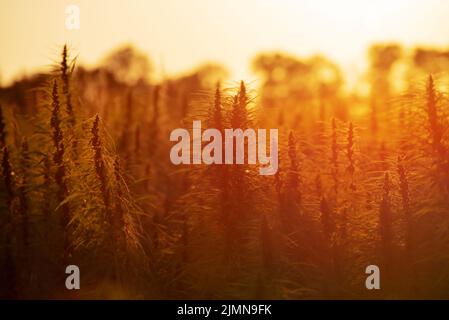 Industrial Hemp stalks on blue sky background Stock Photo