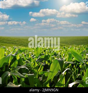 Green field of young maize stalks under blue sky in Ukraine Stock Photo