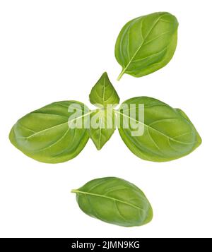Basil on white Stock Photo