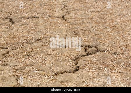 Woodchurch, Kent, UK. 7th Aug, 2022. UK Weather: Harvested fields used for parking in Woodchurch hosting the Weald of Kent Steam Rally show deep cracks in the fields through lack of rain water as the drought continues in the South East. Dry cracked earth. Photo Credit: Paul Lawrenson/Alamy Live News Stock Photo