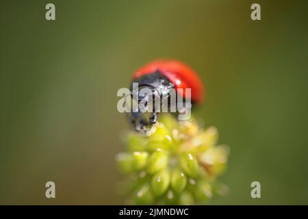 Red and black bug from a portuguese meadow Stock Photo