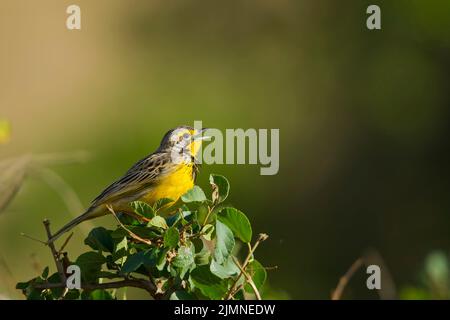 Yellow-throated Longclaw (Macronyx croceus) Stock Photo