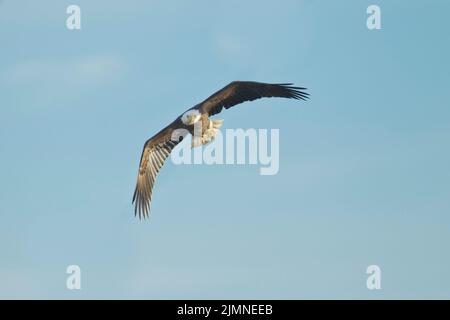 Bald Eagle (Haliaeetus leucocephalus) in flight looking straight at the camera Stock Photo