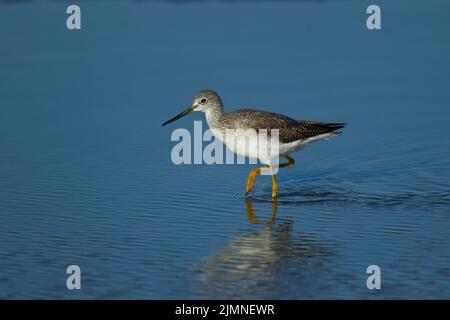 Greater Yellowlegs (Tringa melanoleuca) walking in shallow water Stock Photo