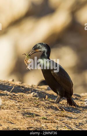 Pelagic Cormorant (Phalacrocorax pelagicus) carrying nesting material Stock Photo