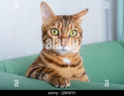 Bengal cat sits on a green sofa in the room Stock Photo