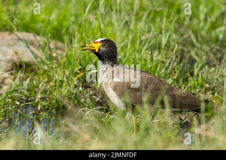 African Wattled Lapwing (Vanellus senegallus) on the ground Stock Photo