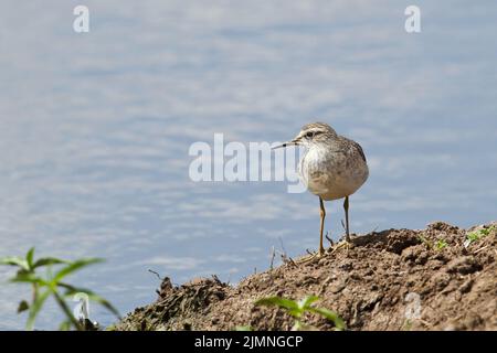 Wood Sandpiper (Tringa glareola) on the ground by a small pond Stock Photo