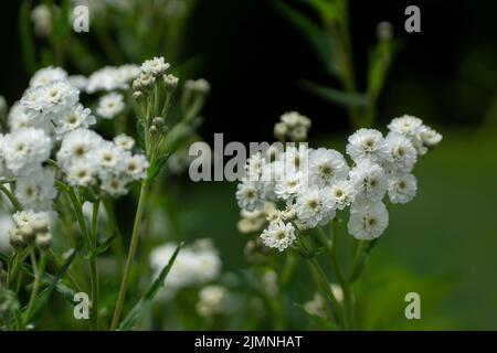 The double white flowers of Achillea ptarmica 'Boule de Neige' Stock Photo