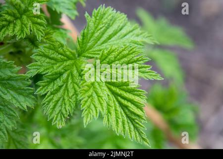 Green raspberry leaf grown in spring. Stock Photo