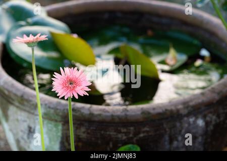 A closeup shot of pink Transvaal daisy flowers with an artificial pond blurred in the background Stock Photo