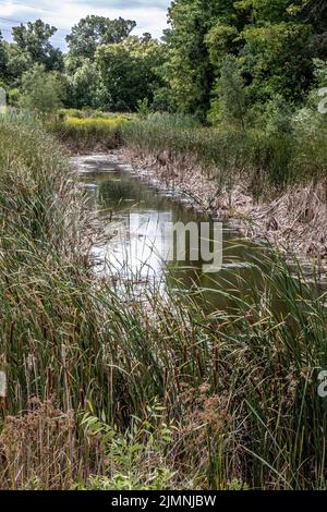 Wetland area with cattails and weeds along the edge of the water; goldenrod growing in the distance. Stock Photo