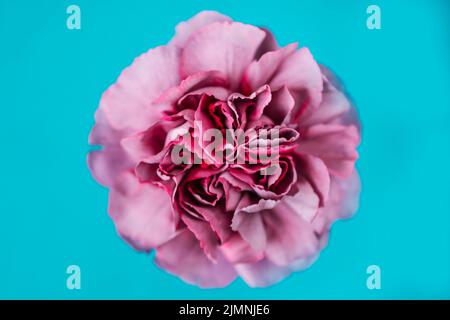 Head lilac carnation Stock Photo
