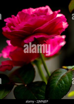 Shape and colors of Princess Kishi roses that blooming Stock Photo - Alamy