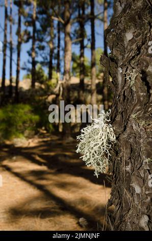 Strap lichen Ramalina sp on a trunk of Canary Island pine Pinus canariensis. The Nublo Rural Park. Tejeda. Gran Canaria. Canary Islands. Spain. Stock Photo