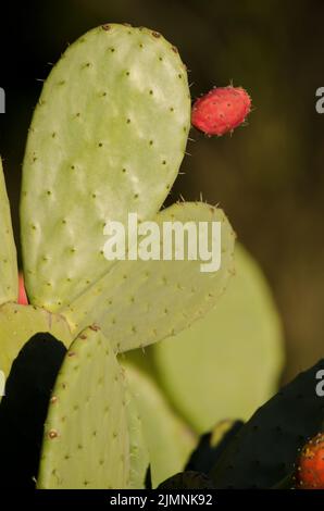 Fruit and paddles of Opuntia maxima. La Chapa. San Mateo. Gran Canaria. Canary Islands. Spain. Stock Photo