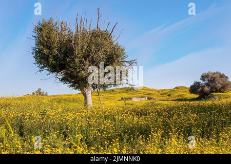 Walk in the blooming Negev desert. Stock Photo