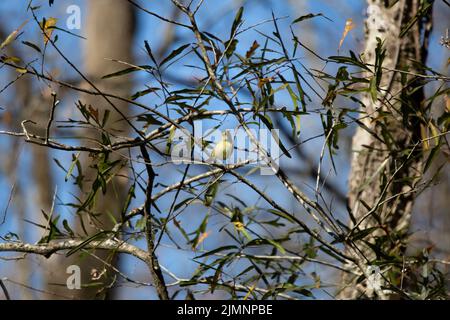 Immature orange-crowned warbler (Lieothlypis calata) facing left on a perch Stock Photo
