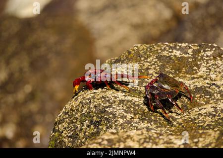 Crabs Grapsus adscensionis confronting. Sardina del Norte. Galdar. Gran Canaria. Canary Islands. Spain. Stock Photo