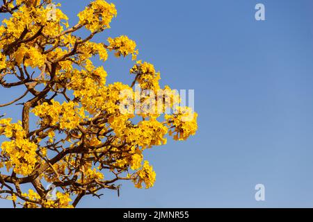 Goiania, Goiás, Brazil – July 08, 2022: Yellow flowered ipe. Details of yellow ipe branches with blue sky in the background. Handroanthus albus. Stock Photo