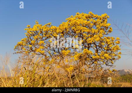 Goiania, Goiás, Brazil – July 08, 2022: A yellow flowering ipê (Handroanthus albus) on the side of the GO-462 highway, in a dry period in the cerrado. Stock Photo