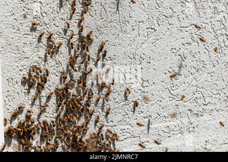 A lot of bees returning to bee hive. Swarm of bees collecting nectar from flowers. Healthy organic farm honey. a lot of bees on a gray wall Stock Photo