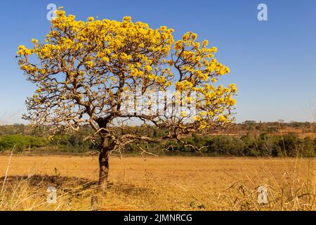 Goiania, Goiás, Brazil – July 08, 2022: A yellow flowering ipê (Handroanthus albus) on the side of the GO-462 highway, in a dry period in the cerrado. Stock Photo