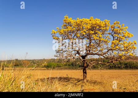 Goiania, Goiás, Brazil – July 08, 2022: A yellow flowering ipê (Handroanthus albus) on the side of the GO-462 highway, in a dry period in the cerrado. Stock Photo