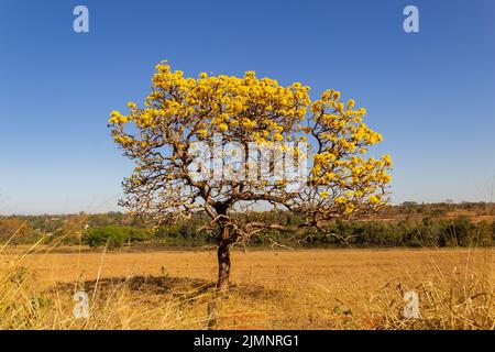 Goiania, Goiás, Brazil – July 08, 2022: A yellow flowering ipê (Handroanthus albus) on the side of the GO-462 highway, in a dry period in the cerrado. Stock Photo