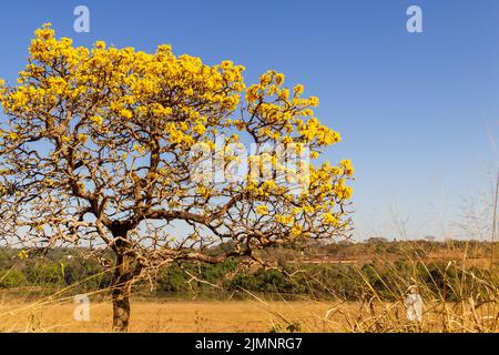 Goiania, Goiás, Brazil – July 08, 2022: A yellow flowering ipê (Handroanthus albus) on the side of the GO-462 highway, in a dry period in the cerrado. Stock Photo